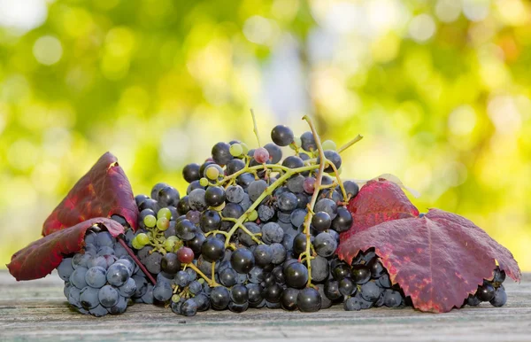 Raisins dans la table en bois à l'extérieur dans le jardin — Photo