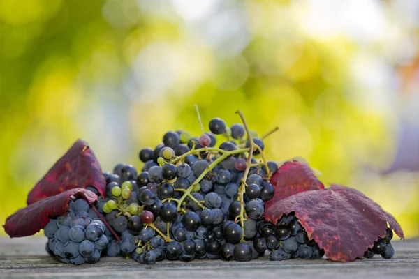 Uvas en mesa de madera al aire libre en el jardín — Foto de Stock