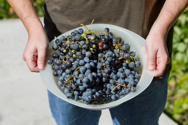 Mains tenant un bouquet frais de raisins dans le vignoble — Photo