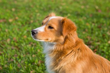 Bahar zaman bahçede yere yalan köpek