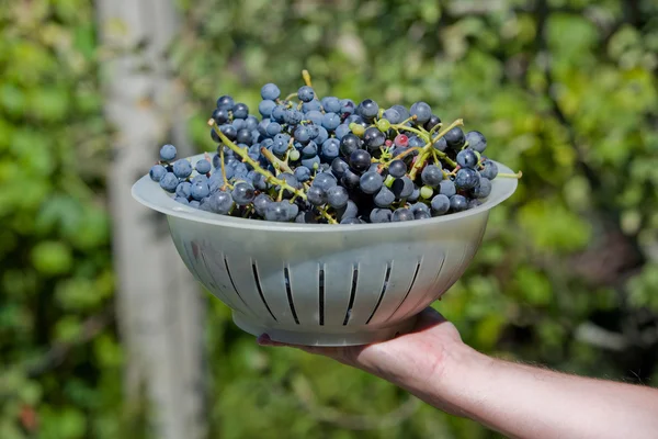 Main tenant une grappe fraîche de raisin dans le vignoble — Photo