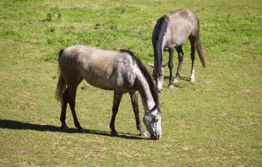 Fransız alps, Fransa için bir çayırda iki at