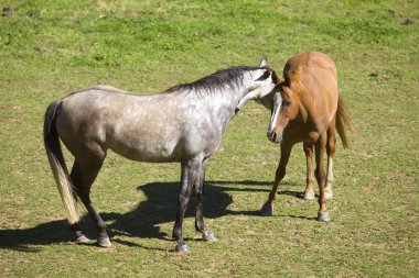 Fransız alps, Fransa için bir çayırda iki at