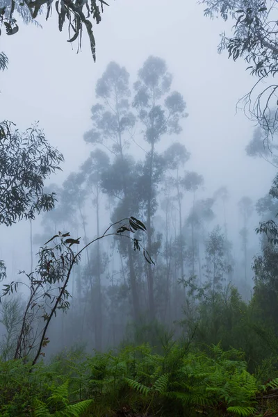 Fog Forest Portuguese National Park Geres Portugal — Stock Photo, Image