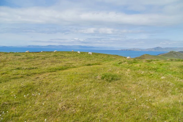 Paesaggio Con Pecore Nella Penisola Beara Contea Cork Irlanda — Foto Stock