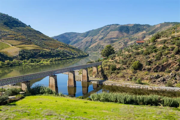 Portekiz Tua Köyü Yakınlarındaki Teraslı Üzüm Bağlarıyla Douro Vadisi Nehrin — Stok fotoğraf