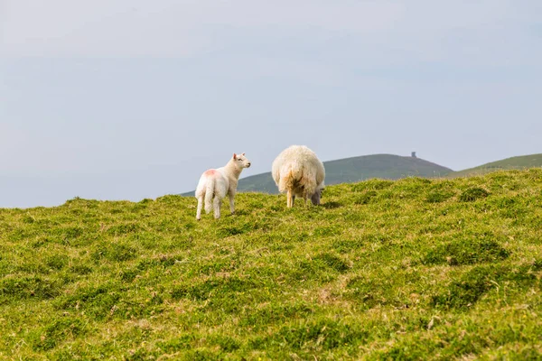 Landscape Sheep Beara Peninsula County Cork Ireland — Stock Photo, Image