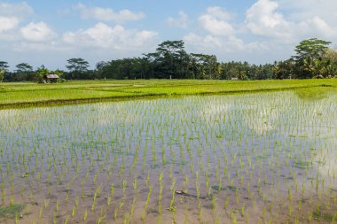 Bali, Endonezya ve Asya 'daki pirinç tarlalarının görüntüsü