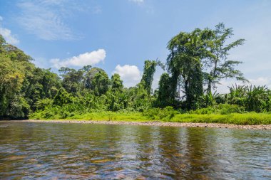 Temburong Nehri, Virgin Yağmur Ormanı, Ulu Temburong Ulusal Parkı, Brunei