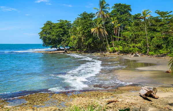 Kosta Rika Palmiye Ağaçları Olan Tropik Okyanus Plajı — Stok fotoğraf