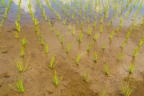Cava Endonezya Asya Daki Pirinç Tarlalarının Görüntüsü — Stok fotoğraf