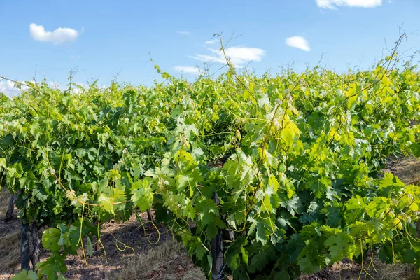 ポルトガルのドゥオーロにあるポルト ワインのブドウ畑 — ストック写真