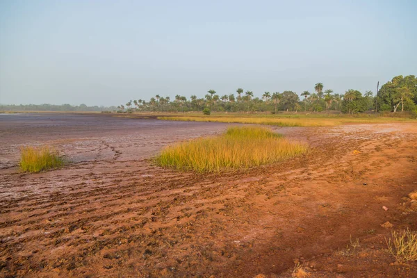 Pola Ryżowe Poza Bissau Lecie Gwinea Bissau — Zdjęcie stockowe