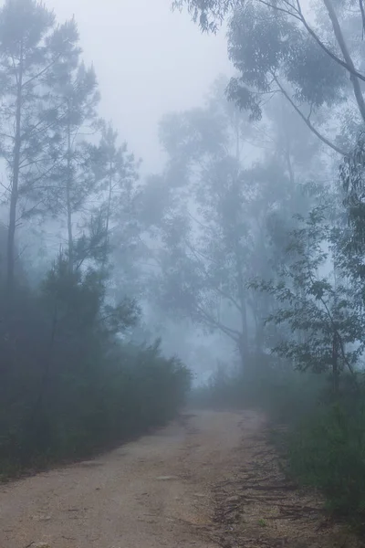 Nebel Wald Portugiesischen Nationalpark Geres Portugal — Stockfoto