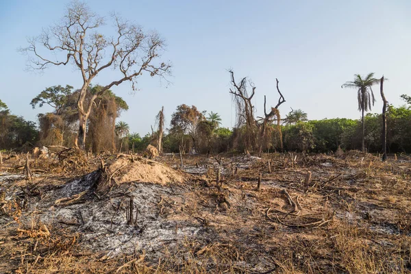 Feuer Auf Den Feldern Außerhalb Von Bissau Zur Erneuerung Des — Stockfoto