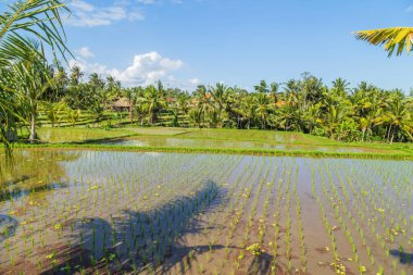 Bali, Endonezya ve Asya 'daki pirinç tarlalarının görüntüsü