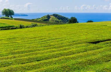 Çay tarlalarına ve Gorreana çay fabrikası Cha Gorreana 'ya bakın. Avrupa 'nın en eski ve tek çay çiftliği Sao Miguel Adası, Azores, Portekiz
