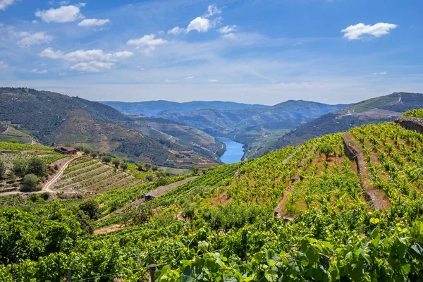 Douro Vadisi Portekiz Pinhao Köyü Yakınlarındaki Porto Şarabının Üzüm Bağları — Stok fotoğraf