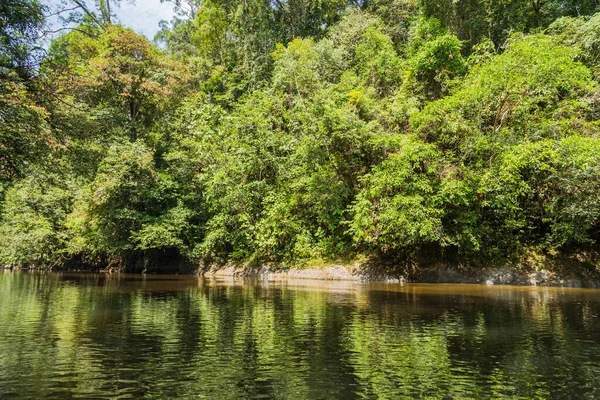 Temburong River Virgin Rainforest Ulu Temburong National Park Brunei — Stock Photo, Image