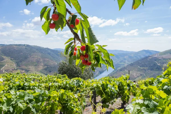 Долина Дору Виноградники Пейзаж Вина Порту Недалеко Деревни Пиньяо Португалия — стоковое фото