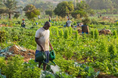 Bissau, Gine-Bissau: Bissau kırsalında tarlada çalışan çiftçiler