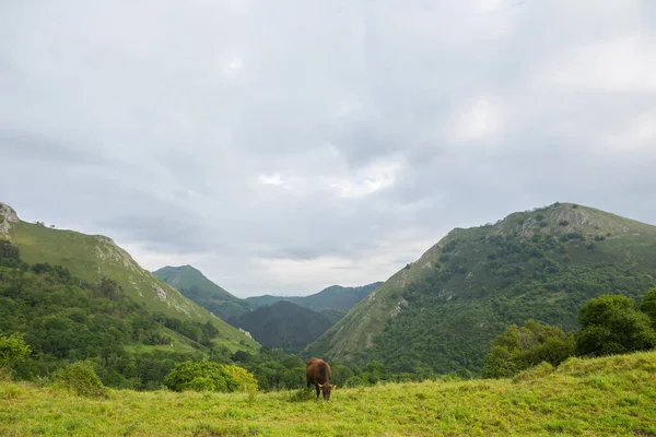 Vacas Los Picos Europa Asturias Terreno Agrícola Las Montañas —  Fotos de Stock