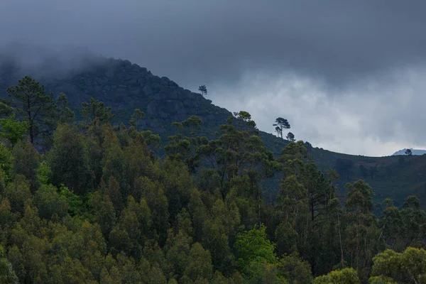 Niebla Bosque Parque Nacional Portugués Geres Portugal —  Fotos de Stock
