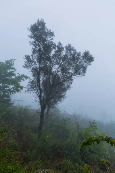 Nebbia Nella Foresta Nel Parco Nazionale Portoghese Geres Portogallo — Foto Stock