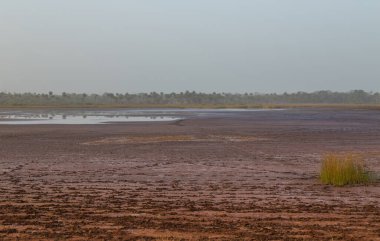 Bissau dışında pirinç tarlaları yazın, Gine-Bissau