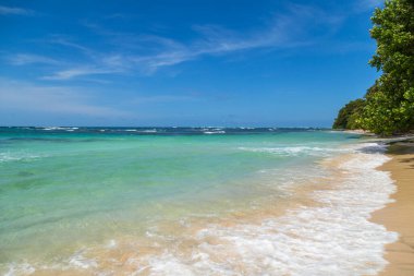 Panama 'da ağaçları olan tropik okyanus plajı