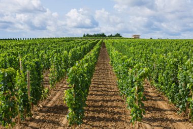 Bordeaux kırsalında, Saint Emilion, Fransa yakınlarındaki üzüm bağı.