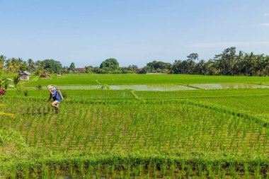 Bali, Endonezya ve Asya 'daki pirinç tarlalarının görüntüsü