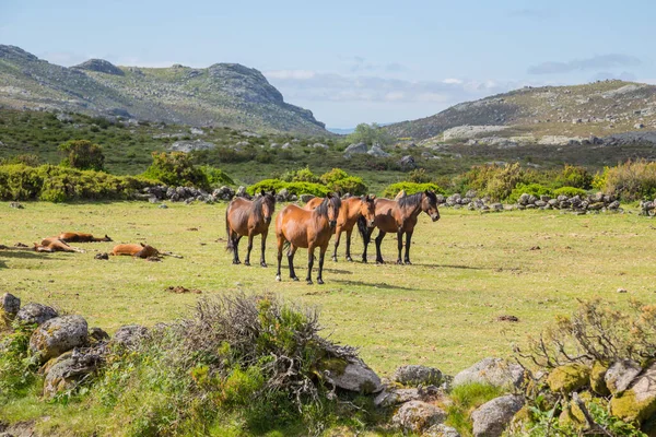 Koně Pasoucí Horách Severu Portugalska — Stock fotografie