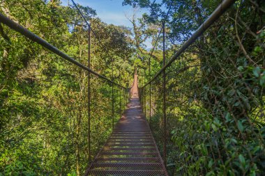 Panama ormanında eski asılı köprü