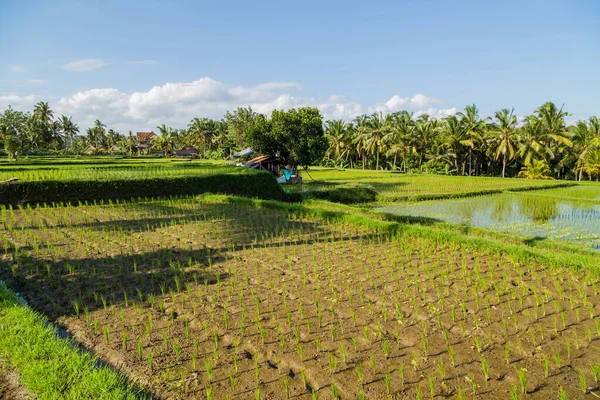 Utsikt Över Risfälten Detalj Bali Indonesien Asien — Stockfoto