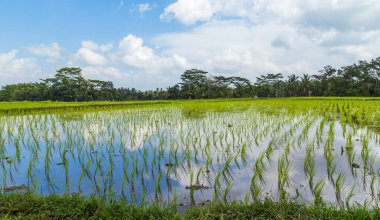 Bali, Endonezya ve Asya 'daki pirinç tarlalarının görüntüsü
