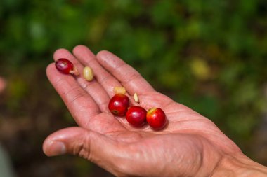 Çiftçinin elinde taze kahve çekirdekleri var. Panama