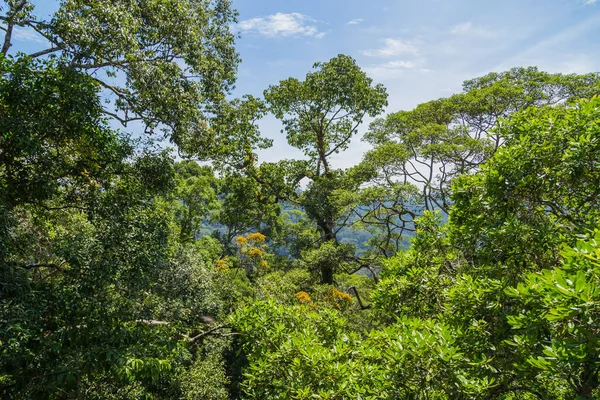 Pohled Národní Park Ulu Temburong Nebo Fathul Park Temburong District — Stock fotografie