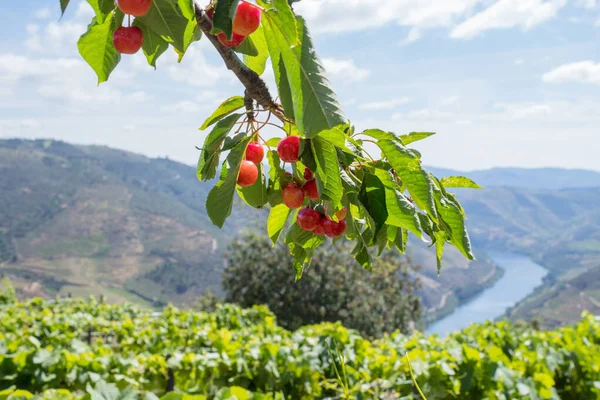 Valle Del Duero Viñedos Paisaje Del Vino Oporto Cerca Del — Foto de Stock