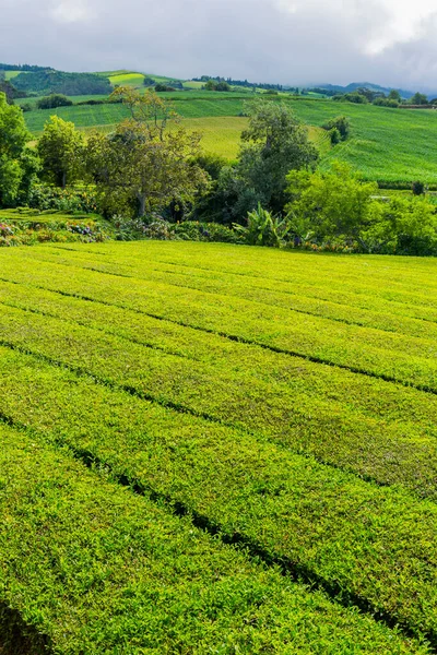 Visa Teplantagerader Gorreana Den Äldsta Och Enda Teplantagen Europa Sao — Stockfoto