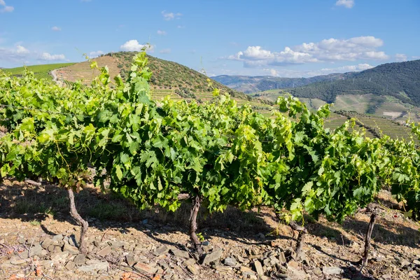 Pinhao Douro Portekiz Porto Şarabı Bağında Asmalar — Stok fotoğraf