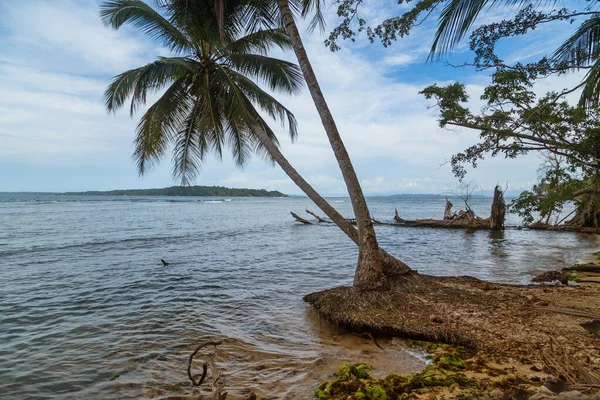 Panama Ağaçları Olan Tropik Okyanus Plajı — Stok fotoğraf