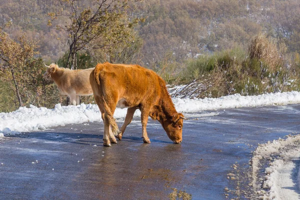 Коровы Горе Снегом Санабрии Рядом Озером Кастилья Леон Испания — стоковое фото