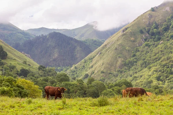 Vacas Nos Picos Europa Astúrias Lugar Muito Turístico Espanha — Fotografia de Stock