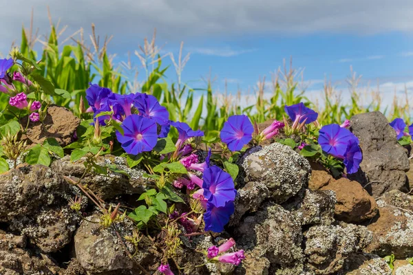Flores Violetas Ilha Graciosa Nos Açores Portugal — Fotografia de Stock