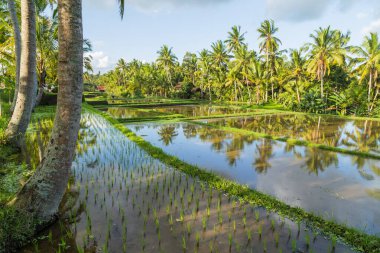 Bali, Endonezya ve Asya 'daki pirinç tarlalarının görüntüsü