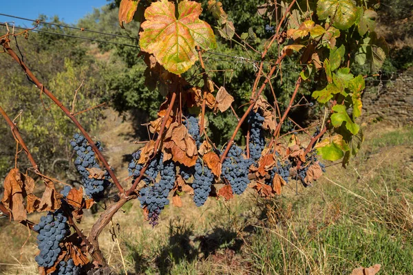 Cépages Vallée Douro Près Foz Coa Portugal — Photo