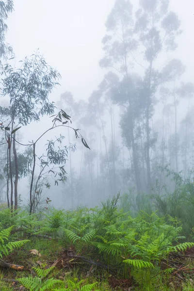 Nebel Wald Portugiesischen Nationalpark Geres Portugal — Stockfoto