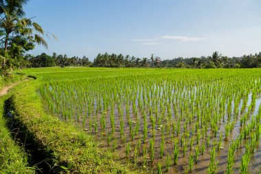 Cava, Endonezya ve Asya 'daki pirinç tarlalarının görüntüsü