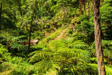 Caldeira Velha, ribeira grande, Natural Spa, Sao Miguel, Azores, Portekiz